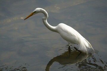 Great Egret (Ardea alba) fishing. Fortaleza Ceara, Brazil.