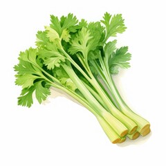celery isolated on white