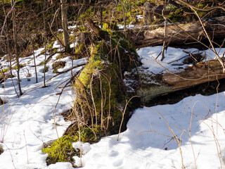 Snow-Covered Forest Floor with Moss-Covered Tree Roots and Fallen Log in Winter Woodland