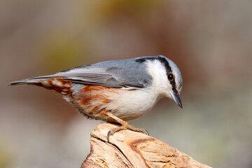 Obraz premium Nuthatch