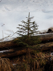 Solitary Pine Tree Growing Near Fallen Log in Snowy Mountain Meadow