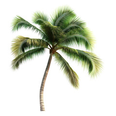 A tropical palm tree on a transparent background