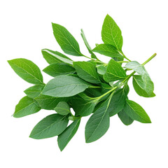 Obraz premium Fresh green leaves with vibrant color and texture on a white isolated background.