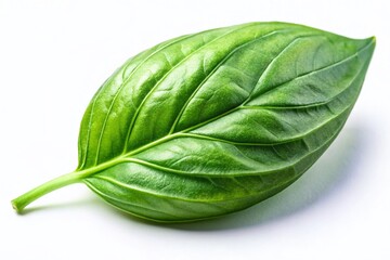 Fresh Sweet Basil Leaf Isolated on White Background - Culinary Herb Ingredient