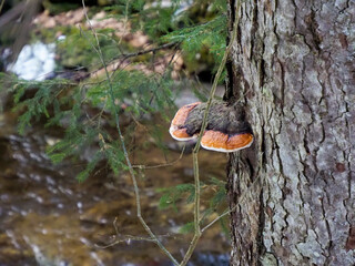 Detailed View of Bracket Fungi Growing on Tree Bark in Coniferous Forest Environment