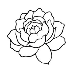 Simple Line Drawing of a Blooming White Rose Flower