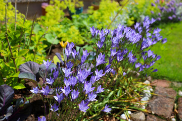 Purple flowers blooming in a garden