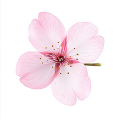 close up apple blossom on white background, flower in spring