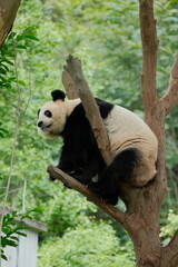 Giant Panda Playing in Chengdu © Jean