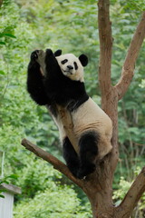 Giant Panda Playing in Chengdu