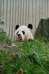 Giant Panda Playing in Chengdu