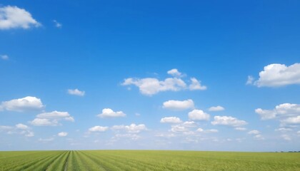 Fototapeta premium Serene Green Field Under a Vast Blue Sky