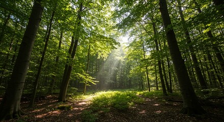 Obraz premium A forest with sunlight shining through the trees