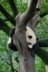 Giant Panda Playing in Chengdu