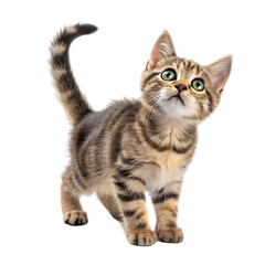 Adorable Kitten Image on transparent background