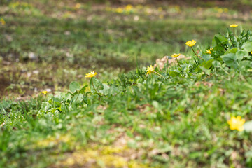 A scenic view of a spring meadow with delicate yellow wildflowers blooming among lush green grass. 