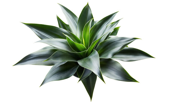 A dracena plant, isolated over transparent background, PNG cut-out