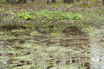 A flooded forest clearing with fresh green grass submerged in water, reflecting the natural cycle of spring renewal. Yellow wildflowers bloom in the background, adding a touch of color to the wetland 