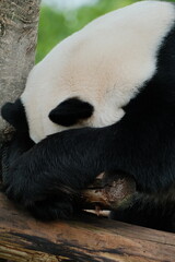 Obraz premium Giant Panda Playing in Chengdu