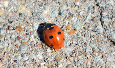 a red ladybug is crawling on the pavement close up