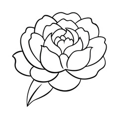 Elegant Line Art Drawing of a Single Blooming Peony Flower