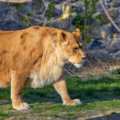 of an adult lioness walking around a zoo enclosure