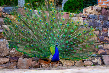 Obraz premium peacock with feathers