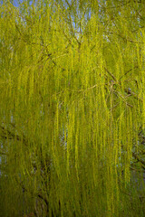 green grass background