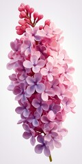 Vibrant Pink Lilac Blooms Isolated on Soft Gradient Background in Elegant Floral Arrangement