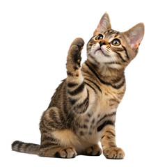 Cute Bengal Kitten Paw Raise on transparent background