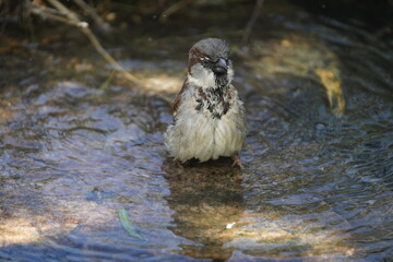 House sparrow (Passer domesticus) bathing Fortaleza Ceará, Brazil.