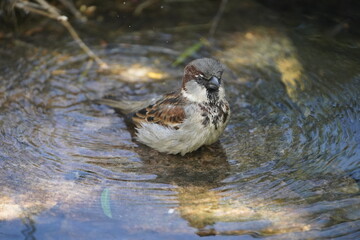 House sparrow (Passer domesticus) bathing Fortaleza Ceará, Brazil.