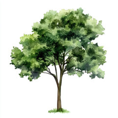 Watercolor Green Tree Isolated on White Background – Botanical Element for Landscape and Architecture