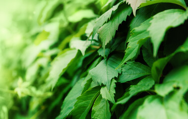 Botanical natural background of green leaves showing vibrant foliage texture
