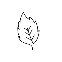 hand drawn leaf outline