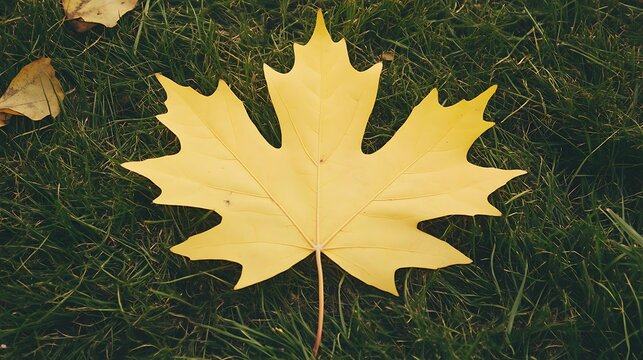 Maple leaf rests on green grass in a field, autumn