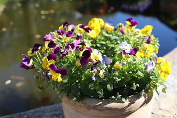 spring flowers in a garden
