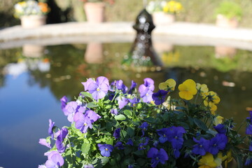 flowers in the garden