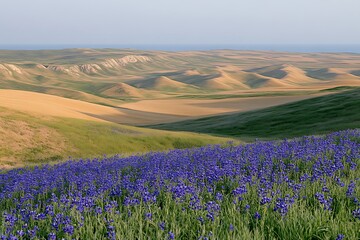 Fototapeta premium Beautiful field of blue flowers spreading across the ground under a clear bright blue sky