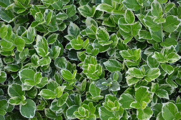 Euonymus fortunei 'Emerald Gaiety' variegated evergreen plant background. Closeup top view photo.  Planting quickly growing beautiful looking hedge .