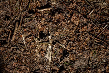 Natural pine forest ground with some leaves, twigs and seeds. Forest soil texture background