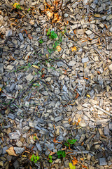 Wooden chip mulch ground's fragment. A textured background of wooden chips commonly used in...