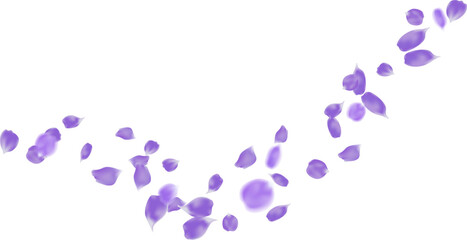 Floating purple rose petals isolated concept for love greetings on valentine's day and mother's day
