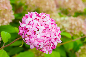 Summer flower background with bright pink hydrangea flowers in summer blossom, closeup of hydrangea flowers of pink color