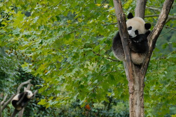 Cute Panda of Chengdu,China