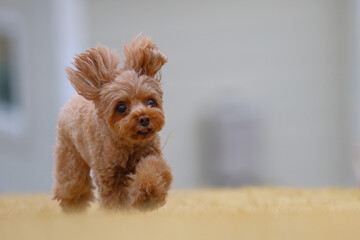 ドッグランで遊ぶトイ・プードル