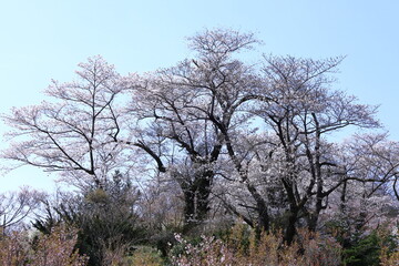 春爛漫満開