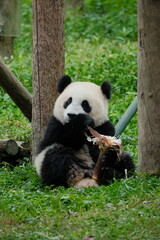 Obraz premium Cute Panda of Chengdu,China