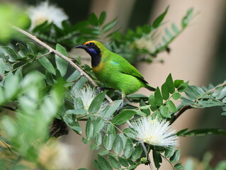 Golden-fronted Leafbird/Chloropsis aurifrons