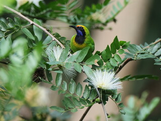 Obraz premium Golden-fronted Leafbird/Chloropsis aurifrons